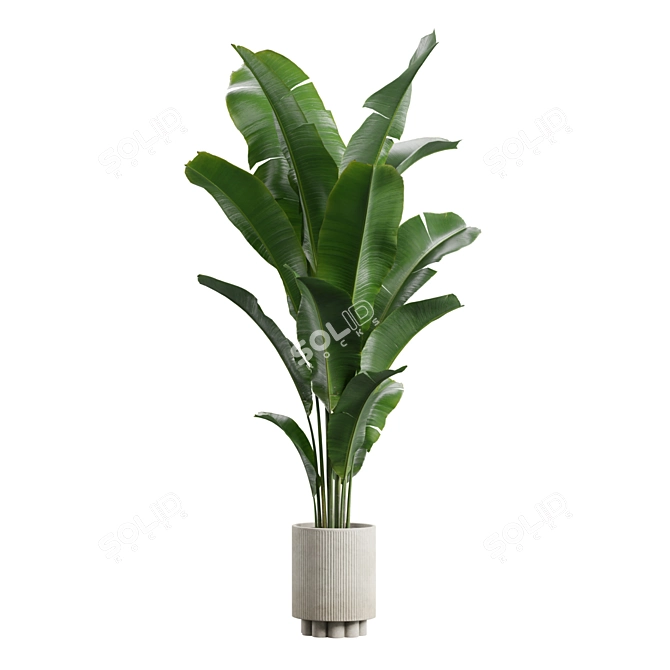 Exotic Indoor Plants Collection Pack 3D model image 7