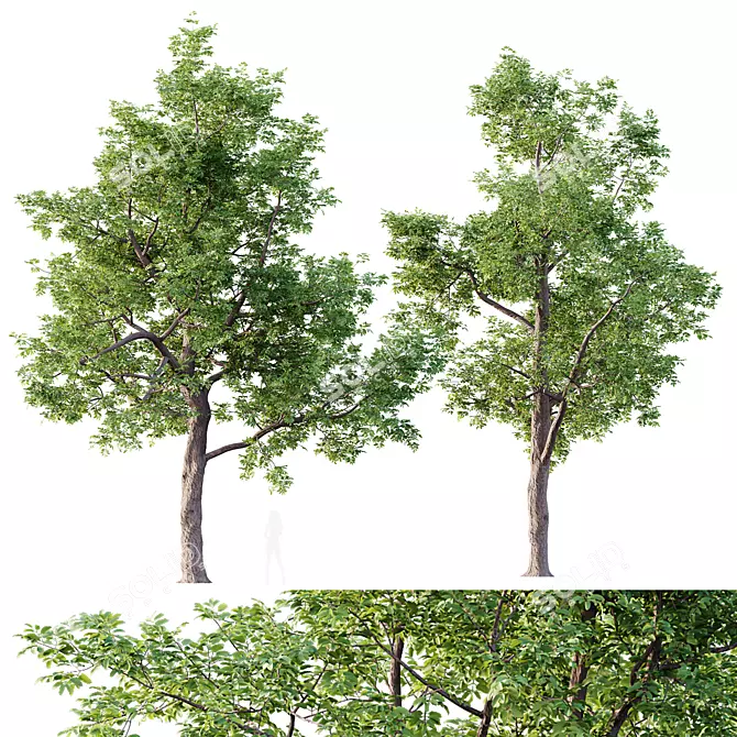 Premium Ash Trees Bundle 3D model image 1