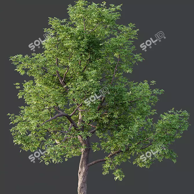 Premium Ash Trees Bundle 3D model image 2