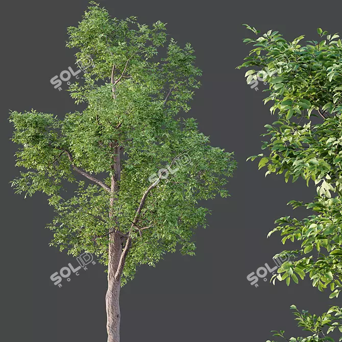 Premium Ash Trees Bundle 3D model image 3