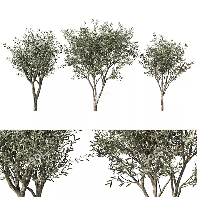 Majestic Olive Tree Sculpture 3D model image 1