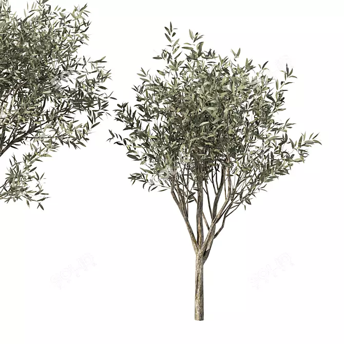 Majestic Olive Tree Sculpture 3D model image 4