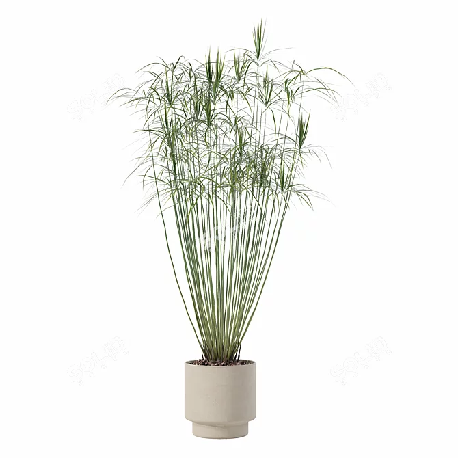 Modern Cyperus Papyrus Plant Pot 3D model image 3