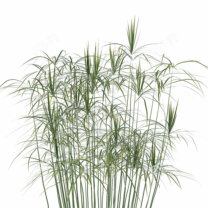 Modern Cyperus Papyrus Plant Pot 3D model image 4