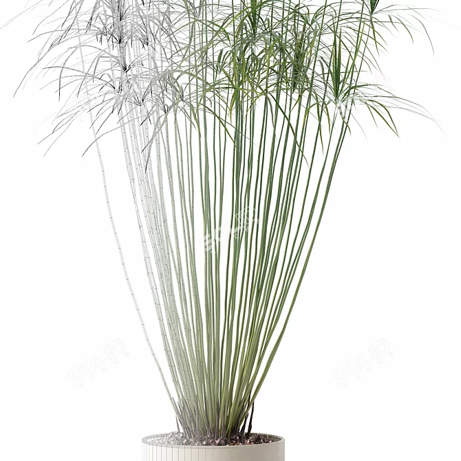 Modern Cyperus Papyrus Plant Pot 3D model image 6