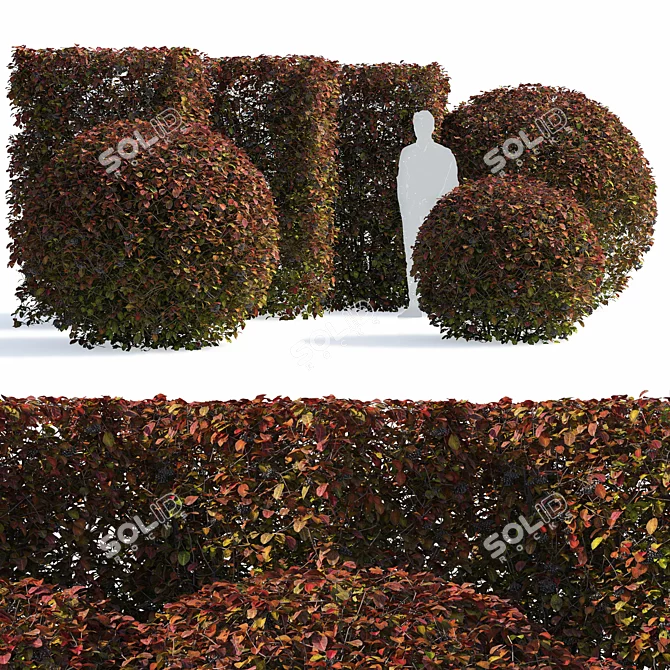 Aronia Melanocarpa Hedge Set 3D model image 1