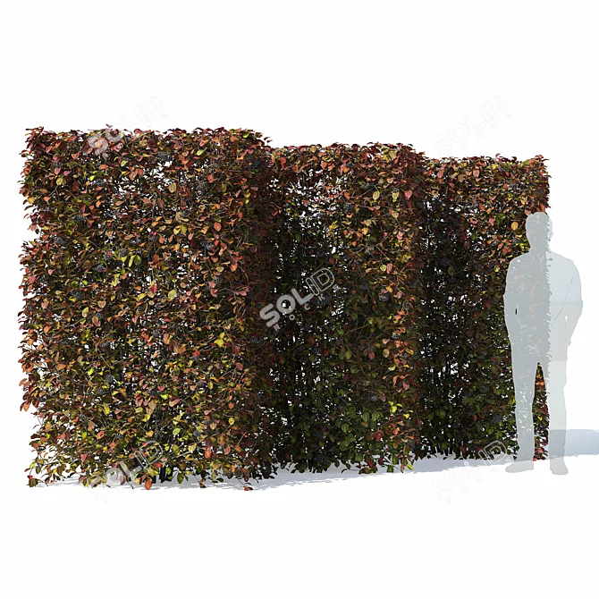 Aronia Melanocarpa Hedge Set 3D model image 2