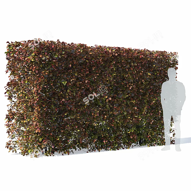 Aronia Melanocarpa Hedge Set 3D model image 3