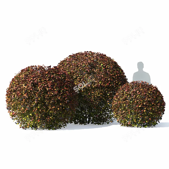 Aronia Melanocarpa Hedge Set 3D model image 4