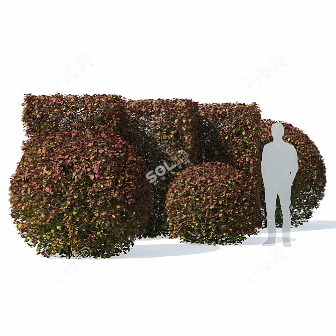 Aronia Melanocarpa Hedge Set 3D model image 5