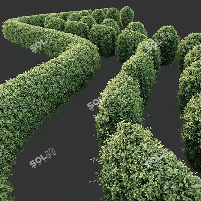 Golden Privet Hedge Plant Model 3D model image 2