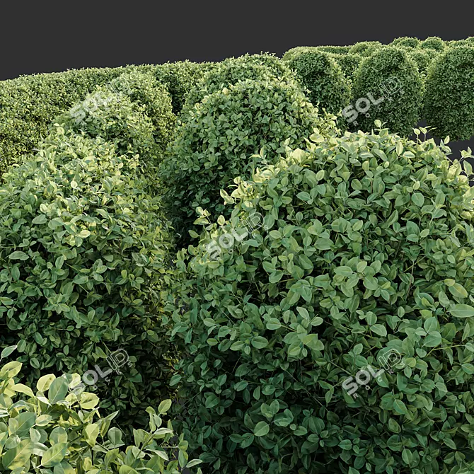 Golden Privet Hedge Plant Model 3D model image 3