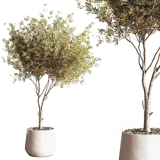 Modern Indoor Plant Set 3D 3D model image 3