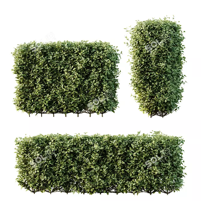 Golden Privet Box Hedge Set 3D model image 1