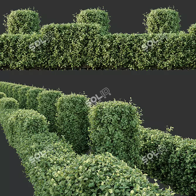 Golden Privet Box Hedge Set 3D model image 2