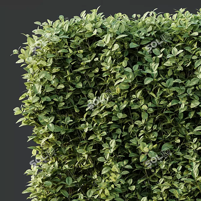 Golden Privet Box Hedge Set 3D model image 3