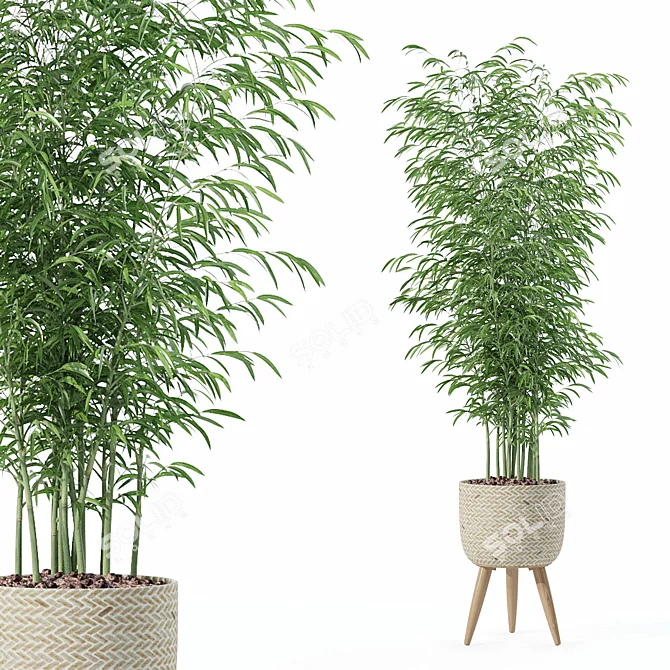  Modern Bamboo Plant in Pot 3D model image 1