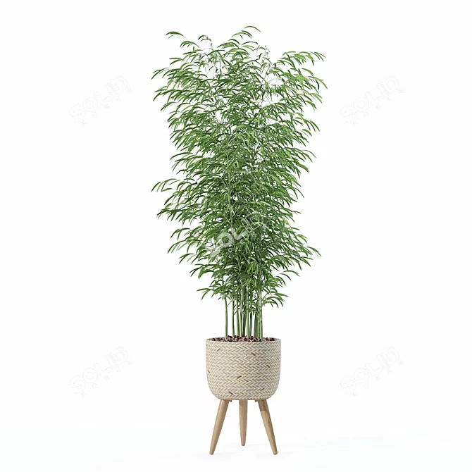  Modern Bamboo Plant in Pot 3D model image 5