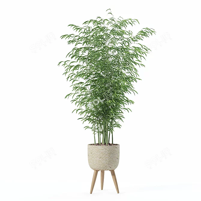  Modern Bamboo Plant in Pot 3D model image 6