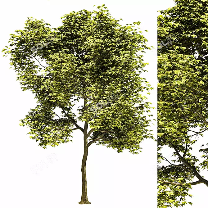 Millimeter Maple Tree 3D Model 3D model image 1