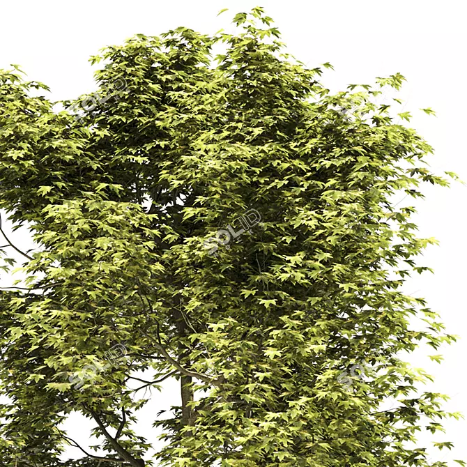 Millimeter Maple Tree 3D Model 3D model image 3