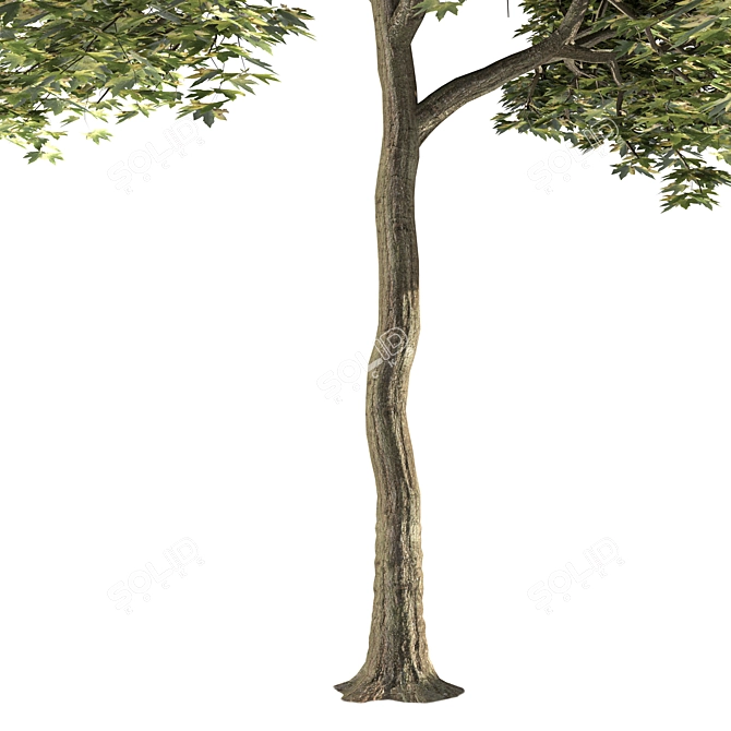 Millimeter Maple Tree 3D Model 3D model image 4