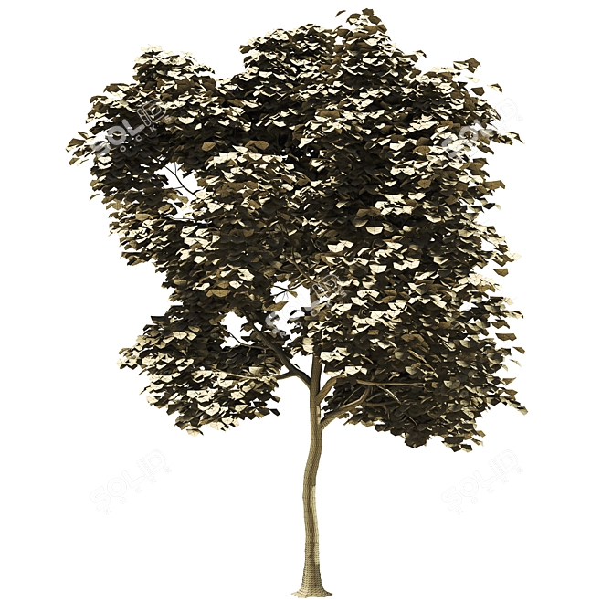 Millimeter Maple Tree 3D Model 3D model image 5