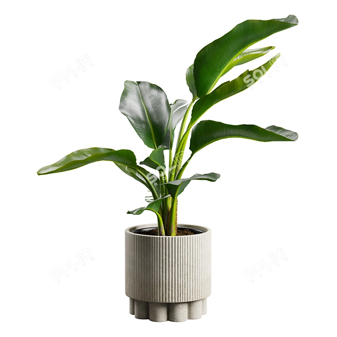 Tropical Strelitzia Houseplant Decor 3D model image 6