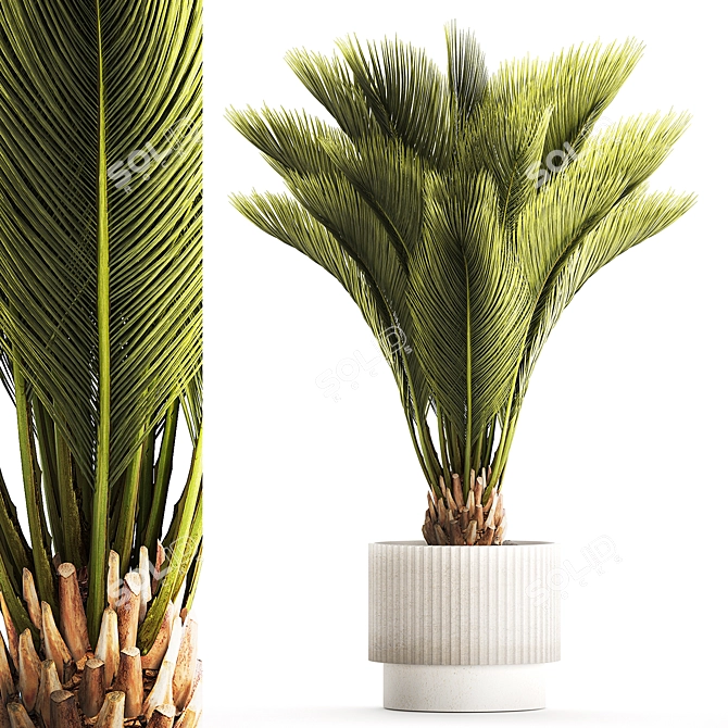 Exotic Phoenix Palm Set 3D model image 1