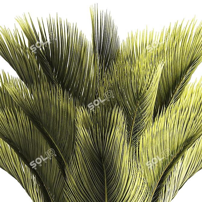 Exotic Phoenix Palm Set 3D model image 2