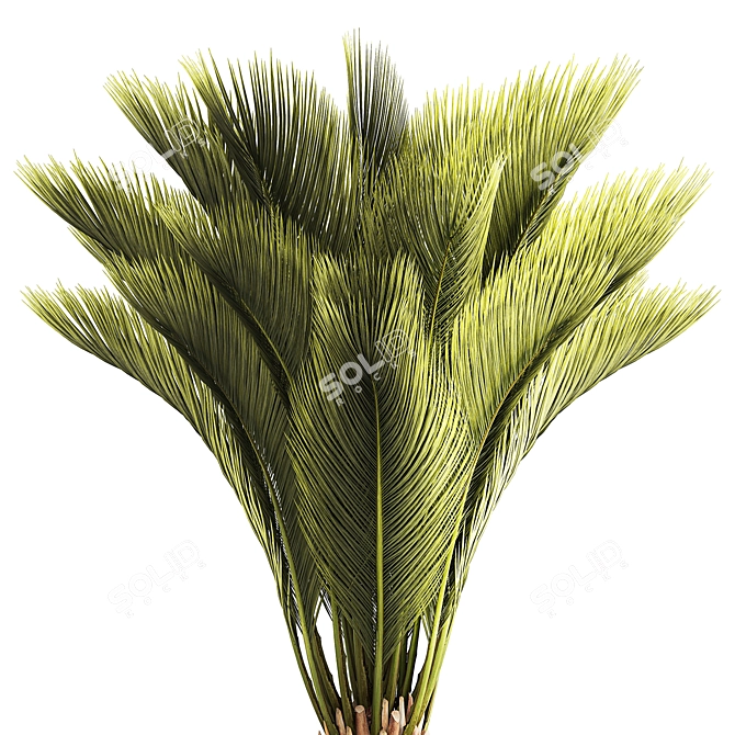 Exotic Phoenix Palm Set 3D model image 4