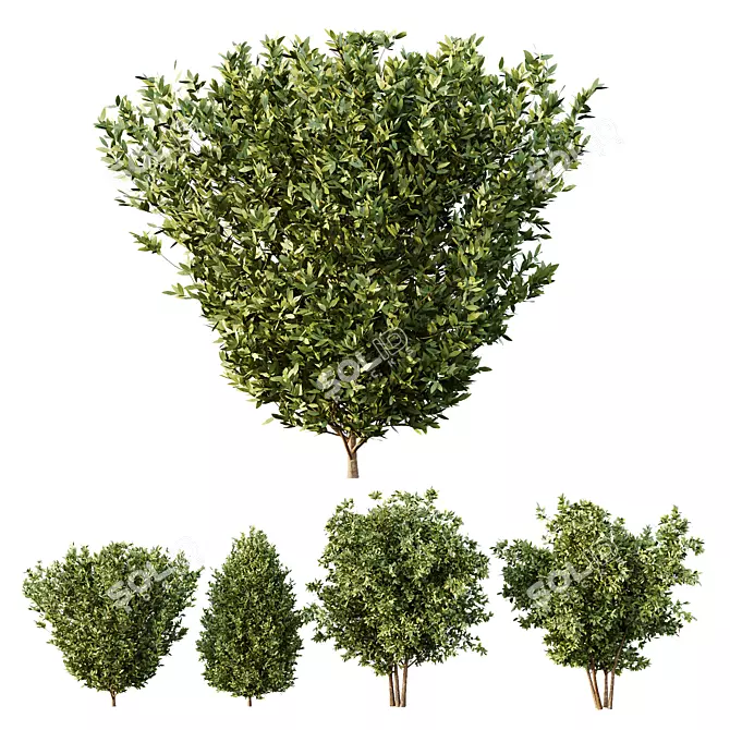 Variety-Size Bush 3D Models 3D model image 1