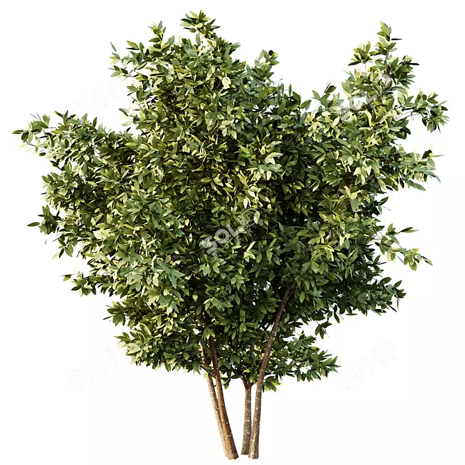 Variety-Size Bush 3D Models 3D model image 2