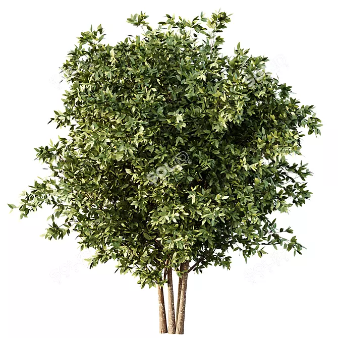 Variety-Size Bush 3D Models 3D model image 3