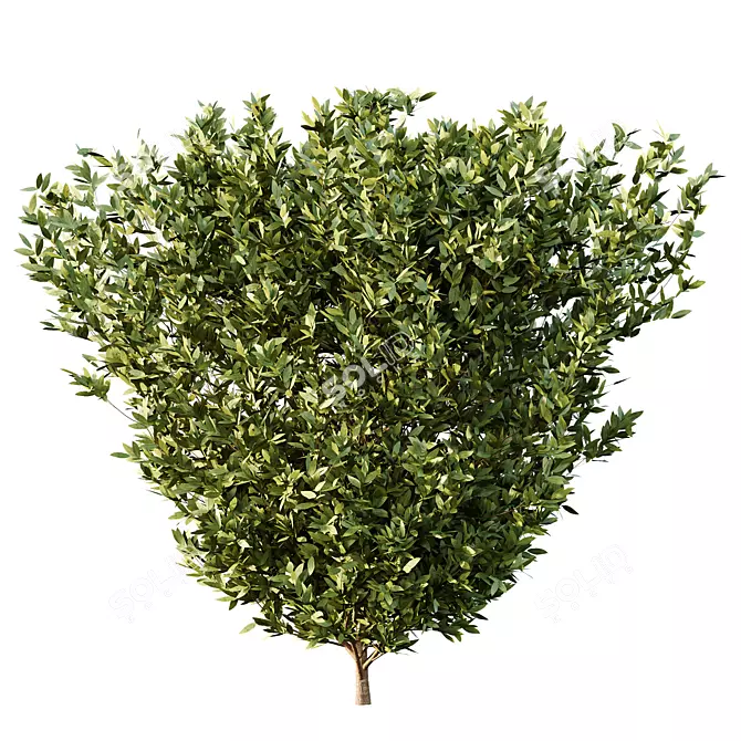 Variety-Size Bush 3D Models 3D model image 4