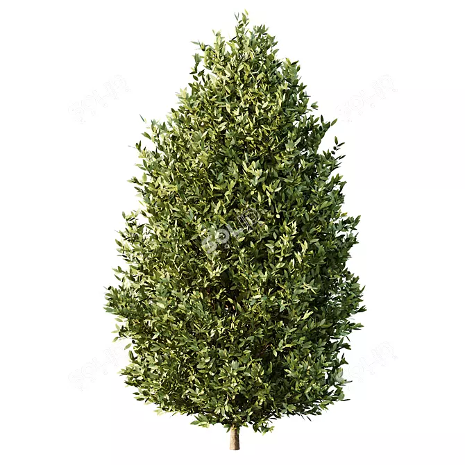 Variety-Size Bush 3D Models 3D model image 5