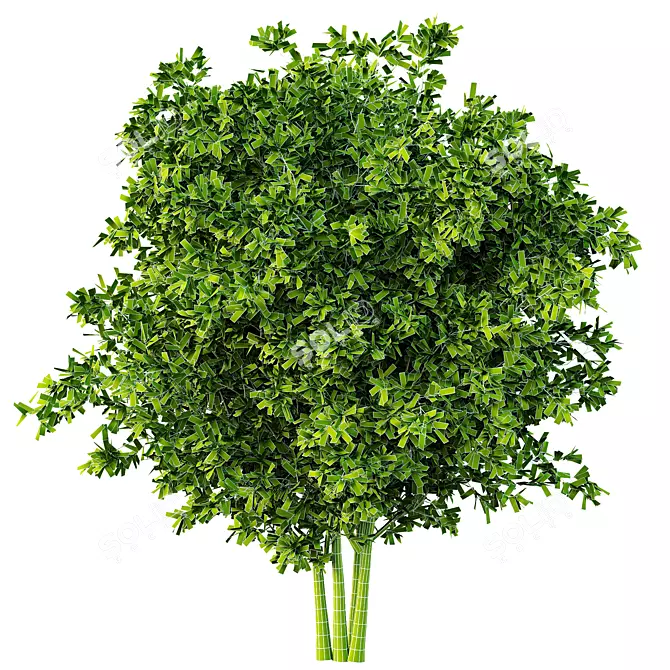 Variety-Size Bush 3D Models 3D model image 6