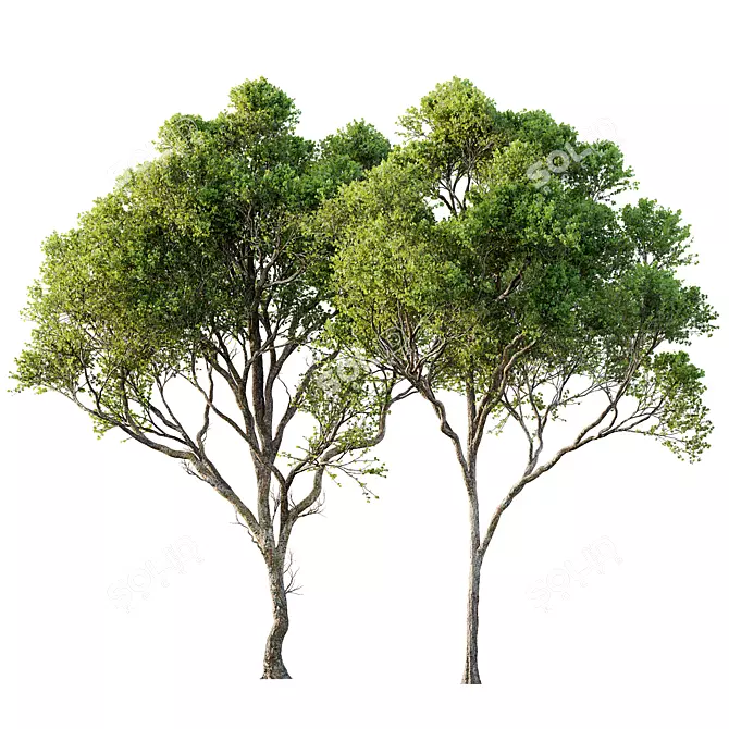 Spring Acer Pseudoplatanus 3D Models 3D model image 1