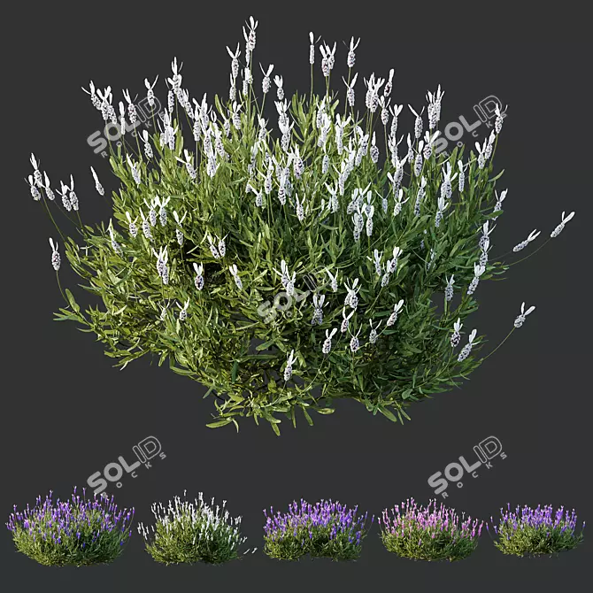 Lavandula Atlantica 3D Plant Models 3D model image 1