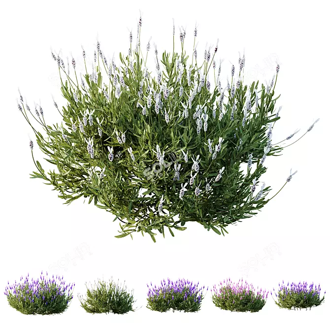 Lavandula Atlantica 3D Plant Models 3D model image 2