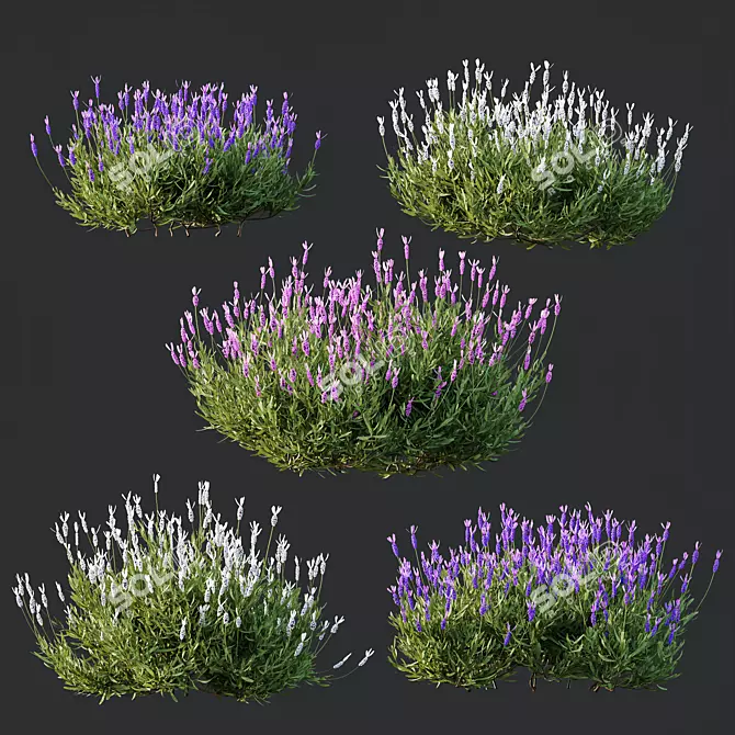 Lavandula Atlantica 3D Plant Models 3D model image 3