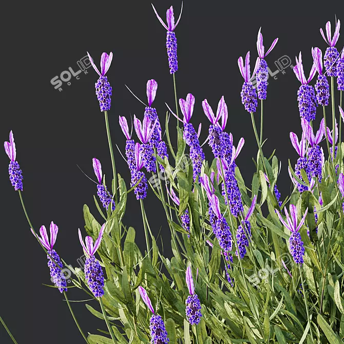 Lavandula Atlantica 3D Plant Models 3D model image 4
