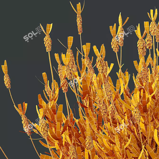 Lavandula Atlantica 3D Plant Models 3D model image 5