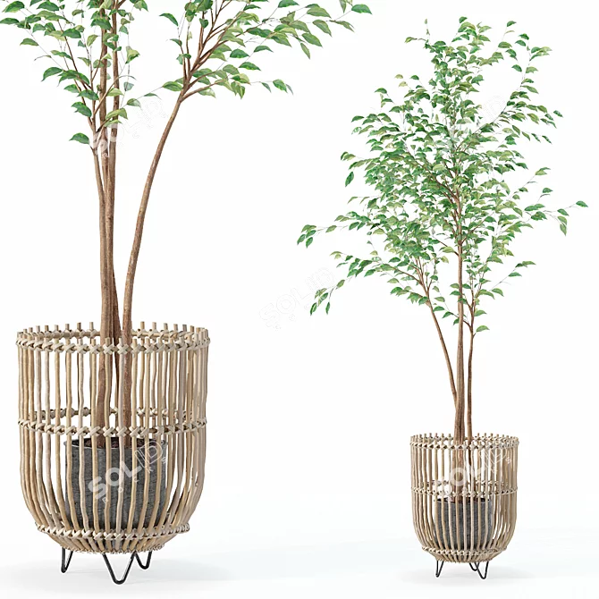 Modern Ficus Benjamina Plant Ensemble 3D model image 1