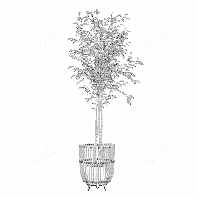 Modern Ficus Benjamina Plant Ensemble 3D model image 2