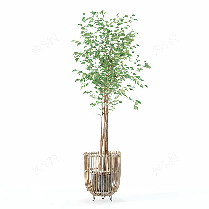 Modern Ficus Benjamina Plant Ensemble 3D model image 3