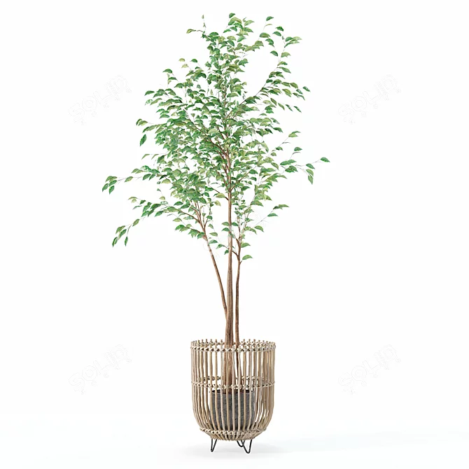 Modern Ficus Benjamina Plant Ensemble 3D model image 4