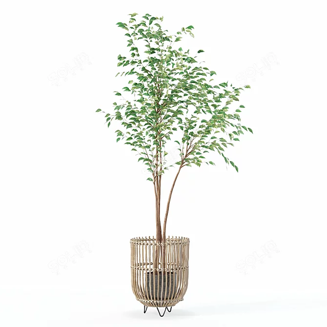 Modern Ficus Benjamina Plant Ensemble 3D model image 5