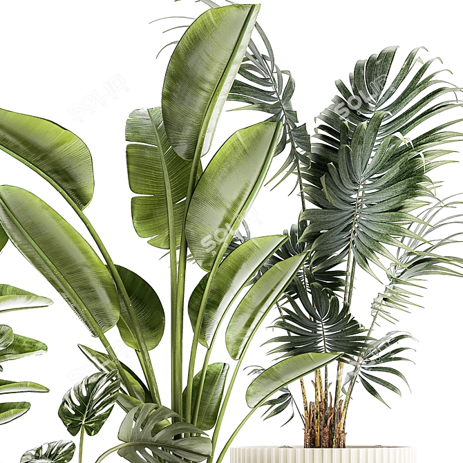 Tropical Plant Collection 1465 3D model image 2