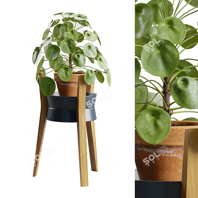 Modern Pilea Wood Stand Display 3D model image 1